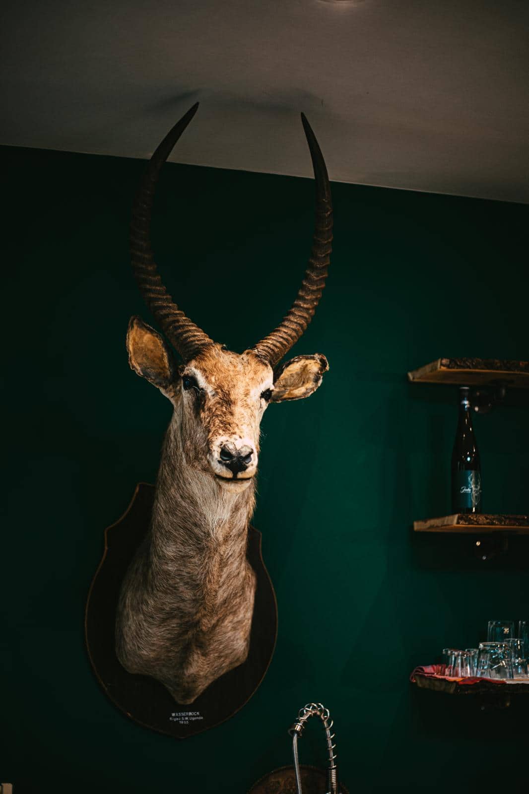 Der Wasserbock. Uganda, 1955. Älter als jeder Trend.